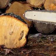 Abattage d'arbres 